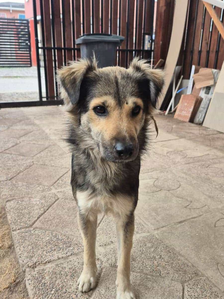Foto de Sam