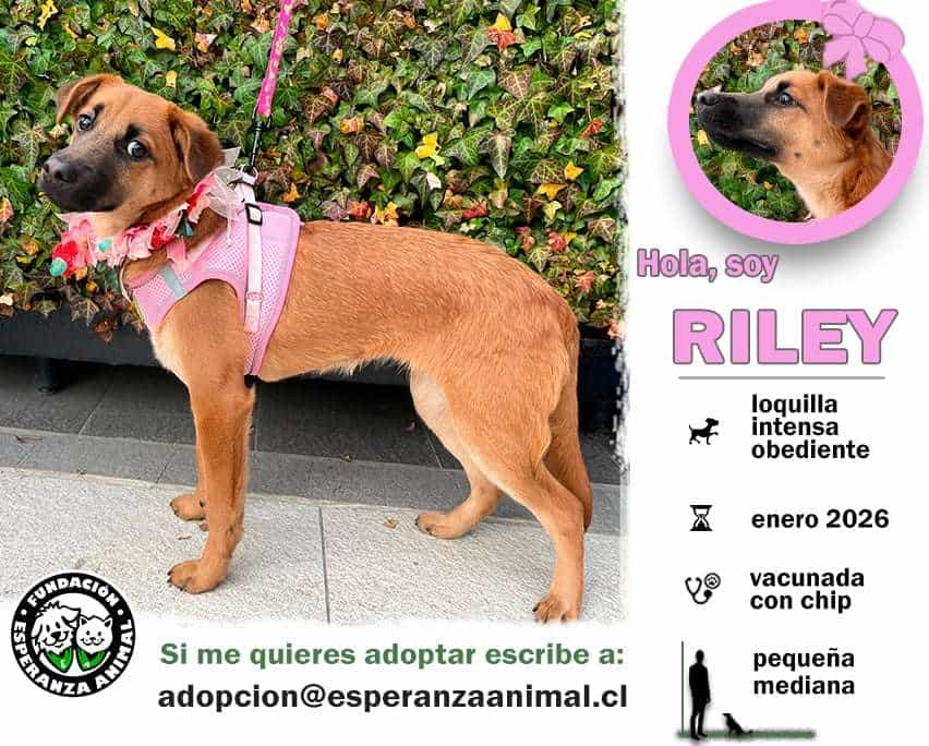 Foto de Riley
