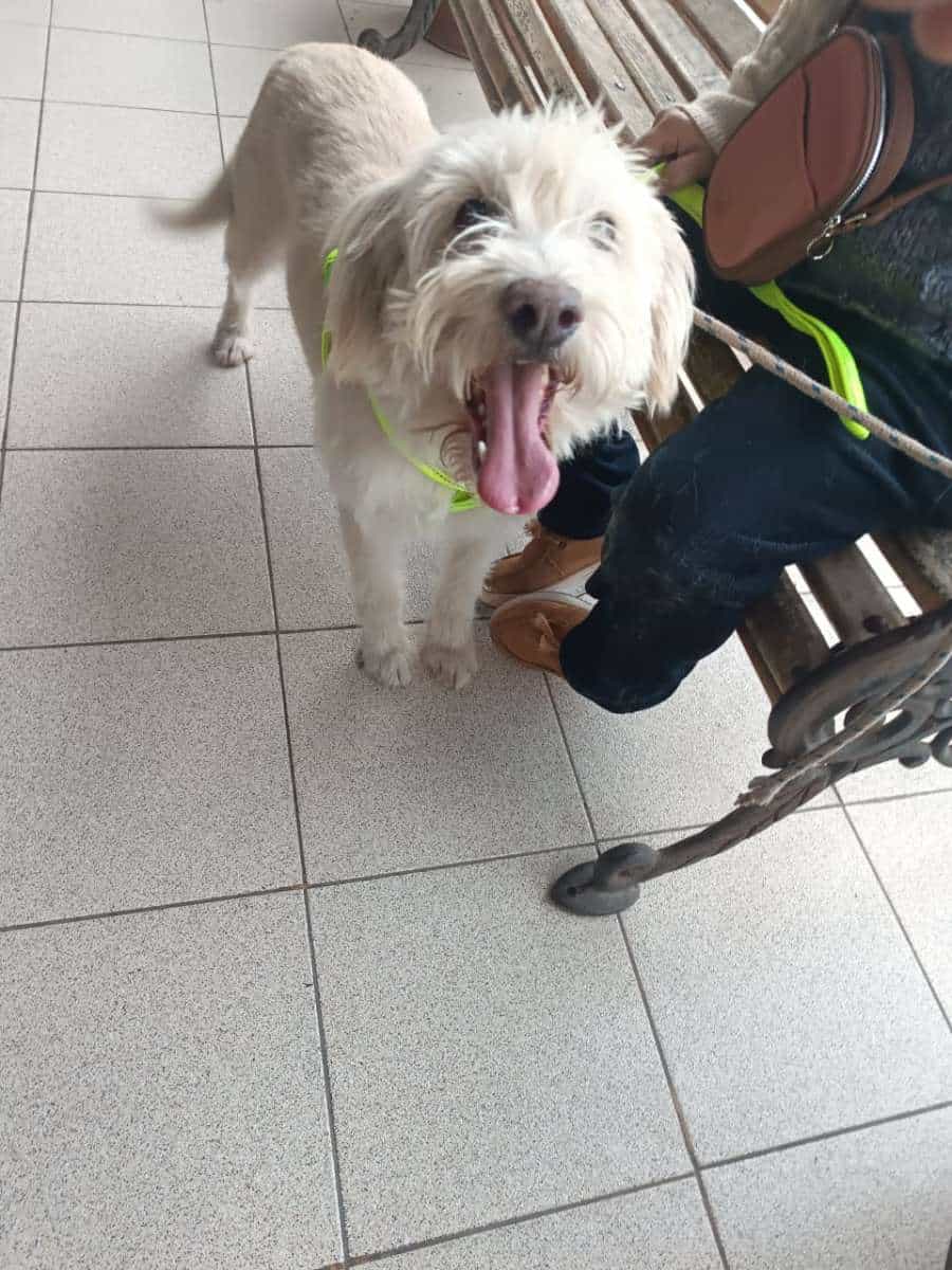 Foto de Lucky