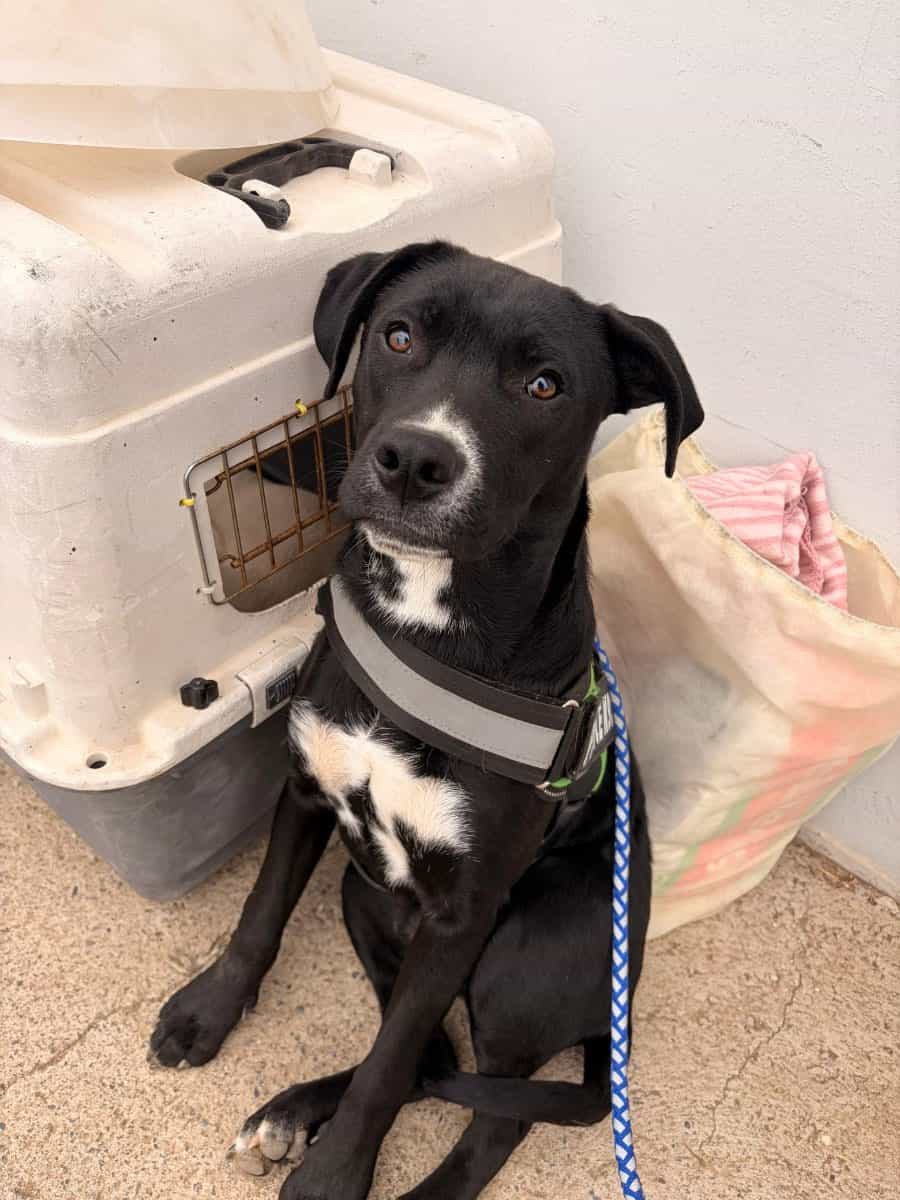 Foto de Milo