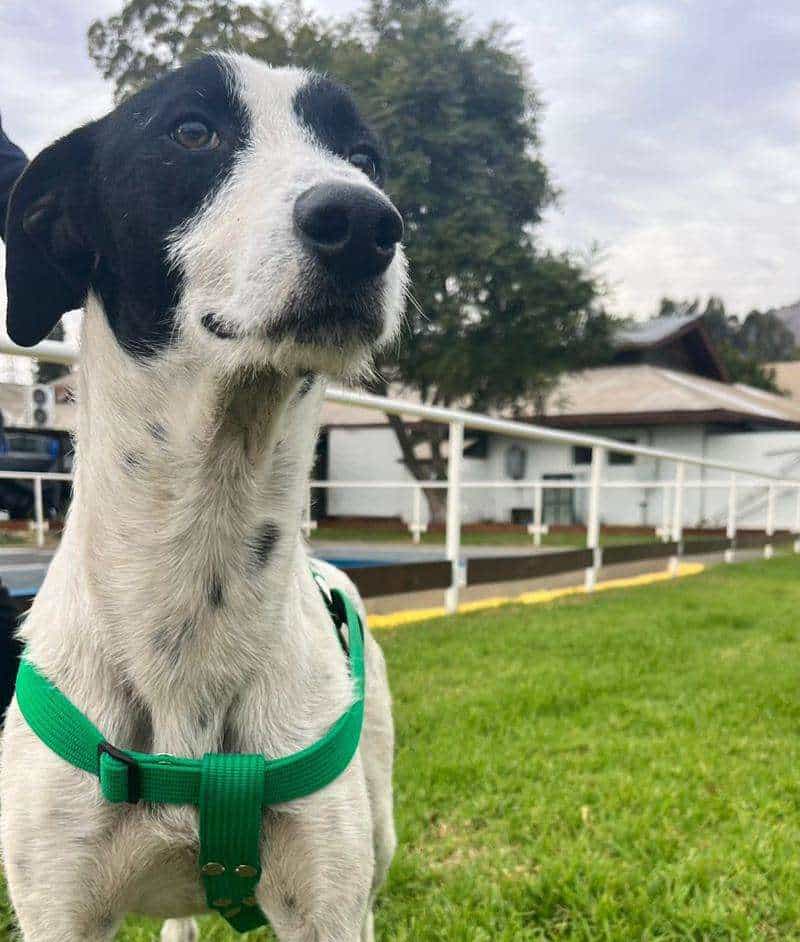 Foto de FLAUTI