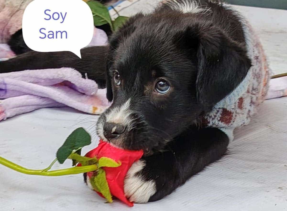 Foto de sam
