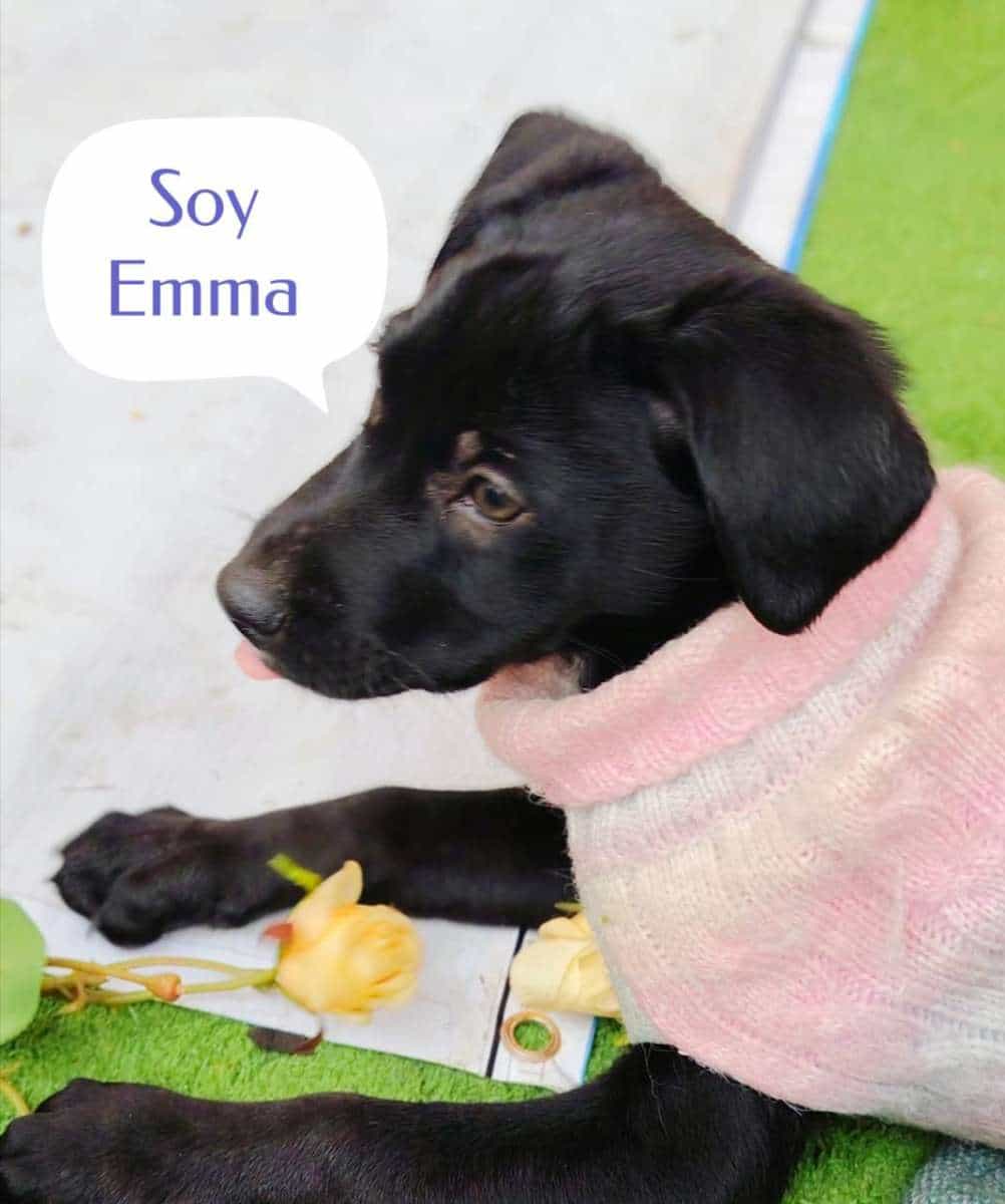 Foto de emma
