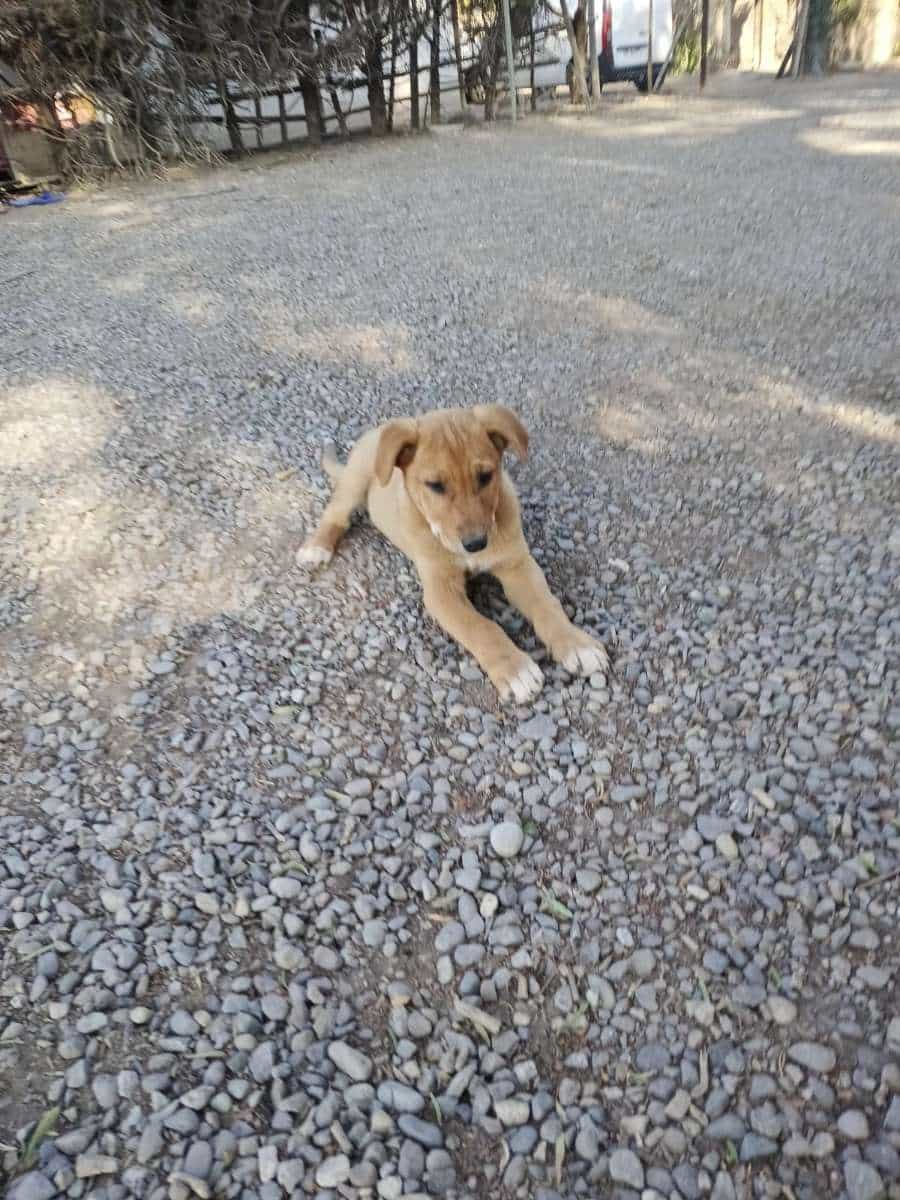 Foto de Canelo