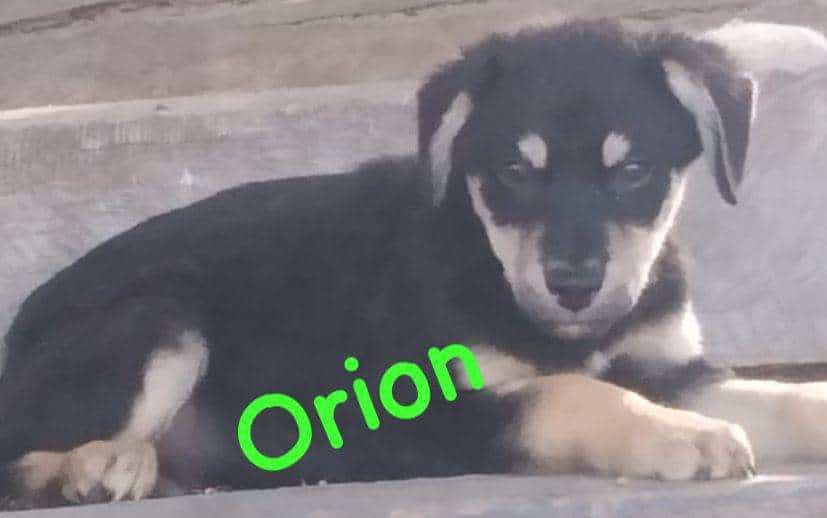 Foto de Orión