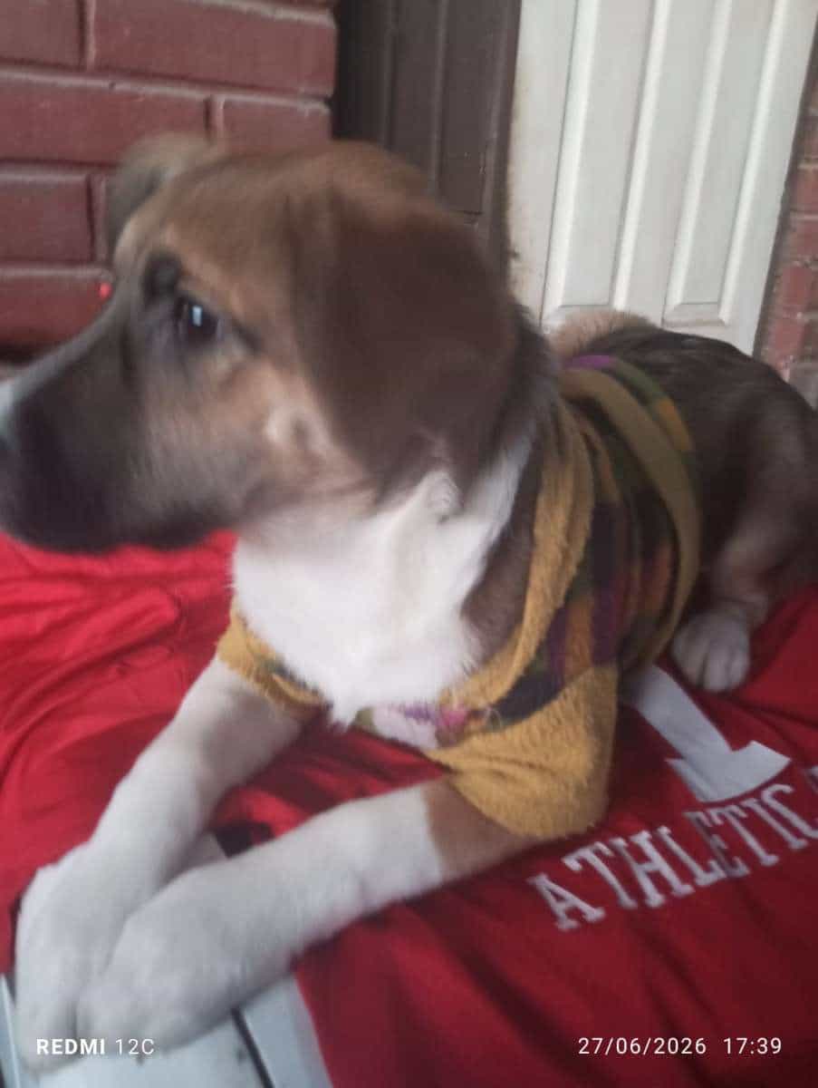 Foto de Balto