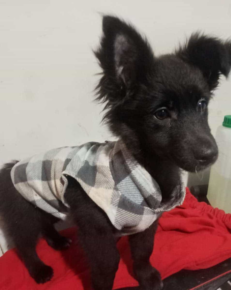 Foto de Lobito