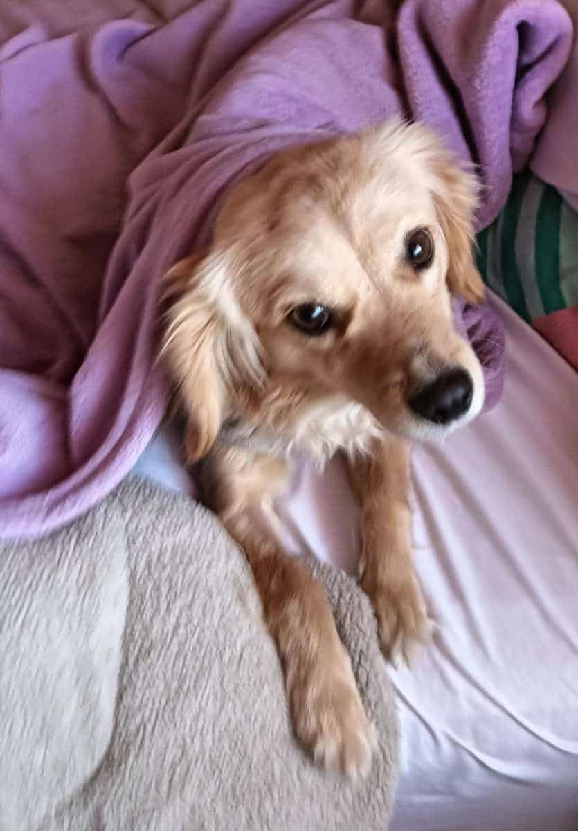Foto de Canela