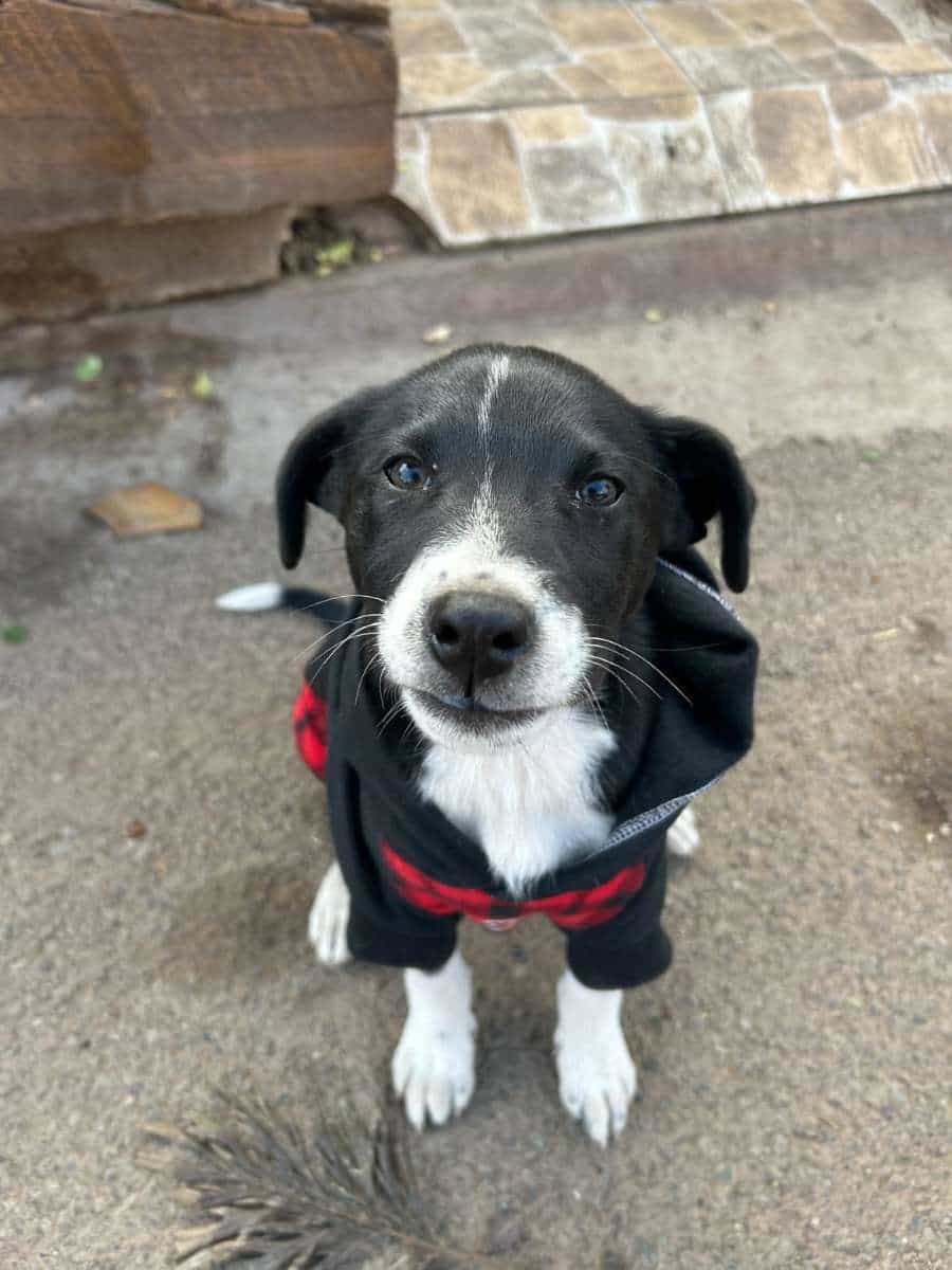 Foto de Kira