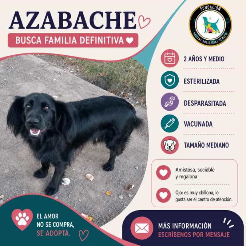 Foto de AZABACHE