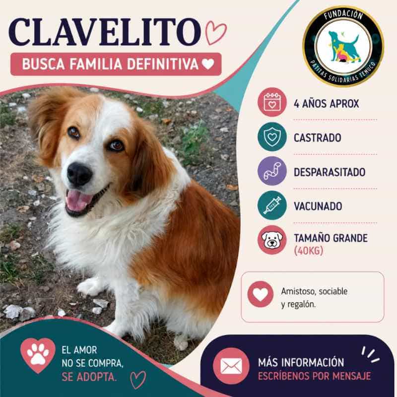 Foto de CLAVELITO