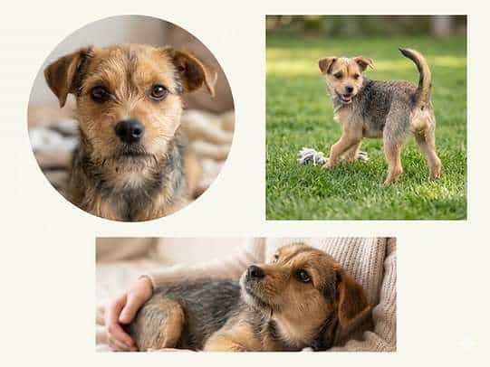 Foto de MÍA NOA, mezcla de Border Terrier