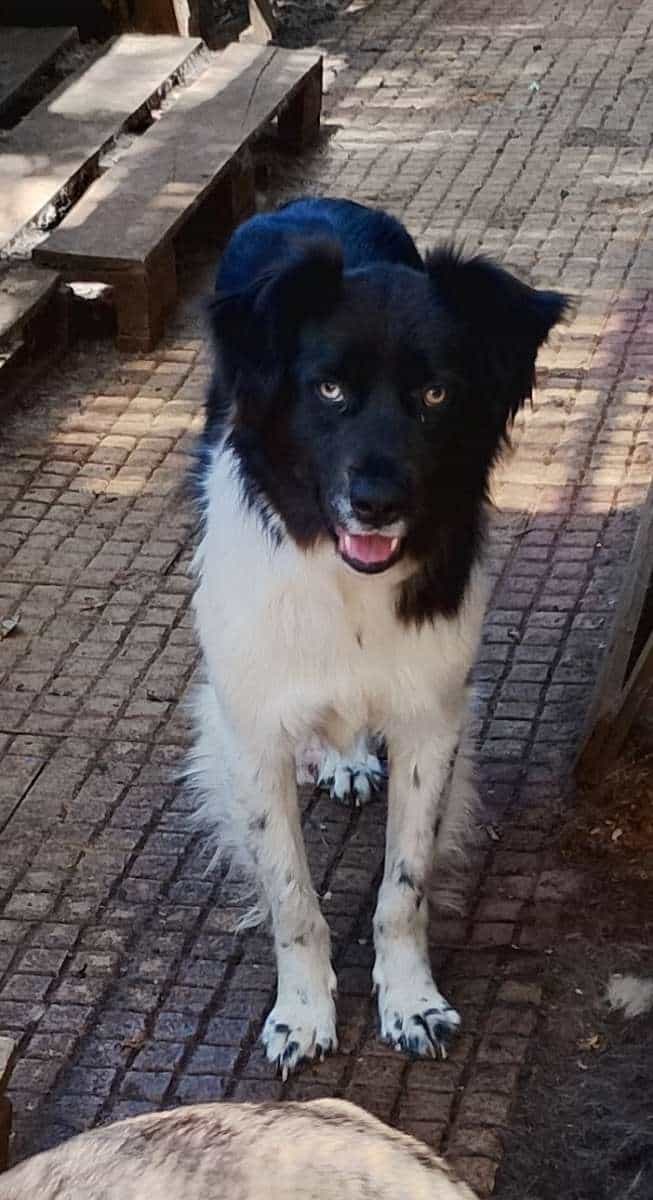 Foto de Panda