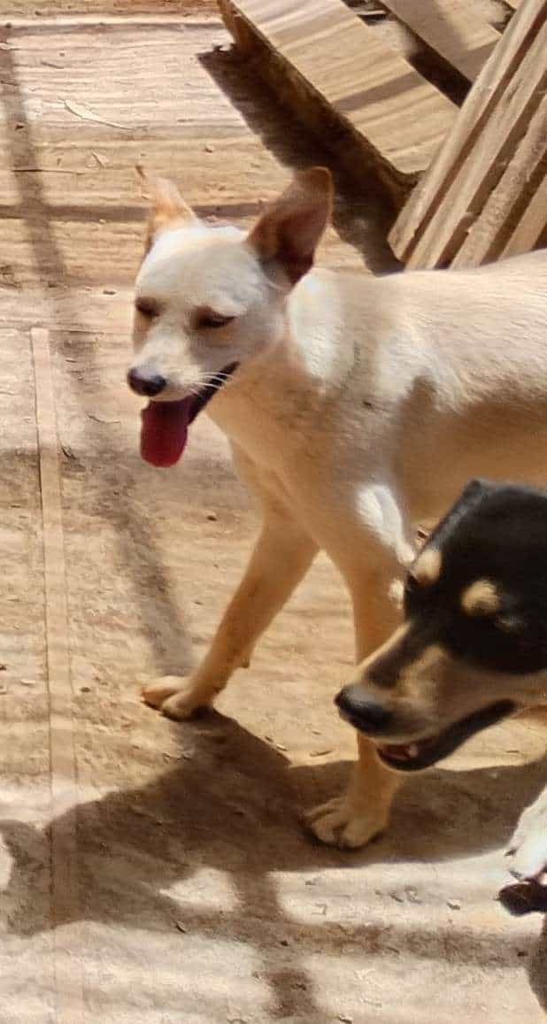 Foto de Mini
