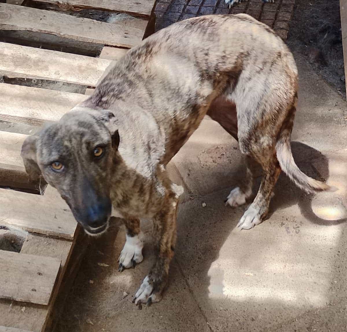 Foto de Gringa