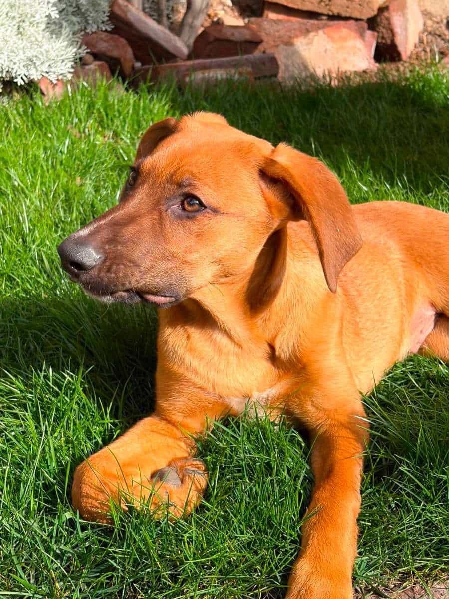 Foto de Bongo