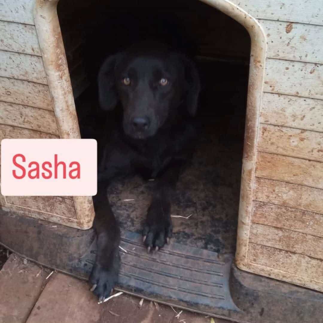 Foto de Sasha
