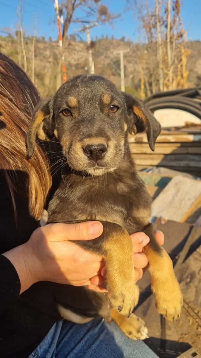 Foto de Cachorros