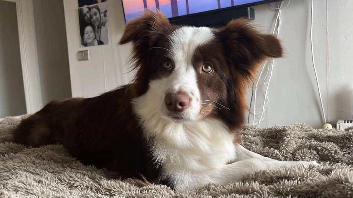 Foto de Marley