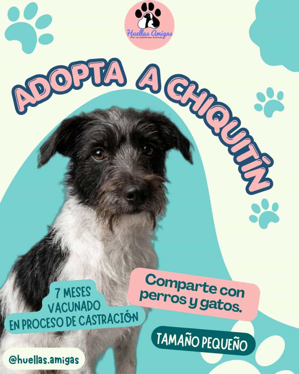 Foto de Chiquitin