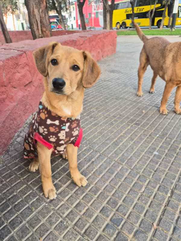 Foto de Bandido