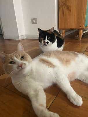 Foto de FERNANDA Y BERNARDA, gatitas