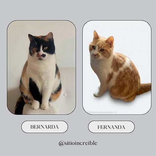 Foto de FERNANDA Y BERNARDA, gatitas