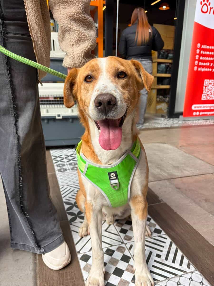 Foto de Duke