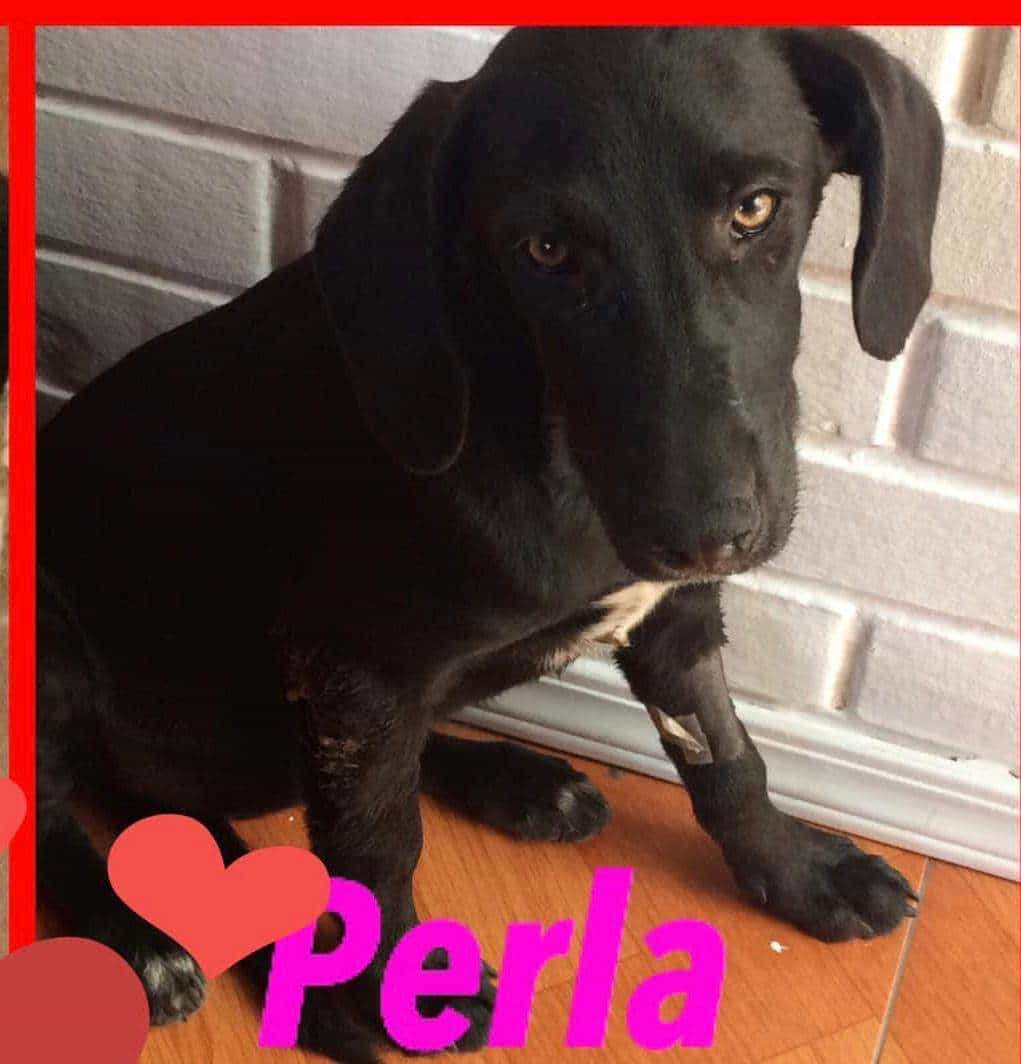 Foto de Perla