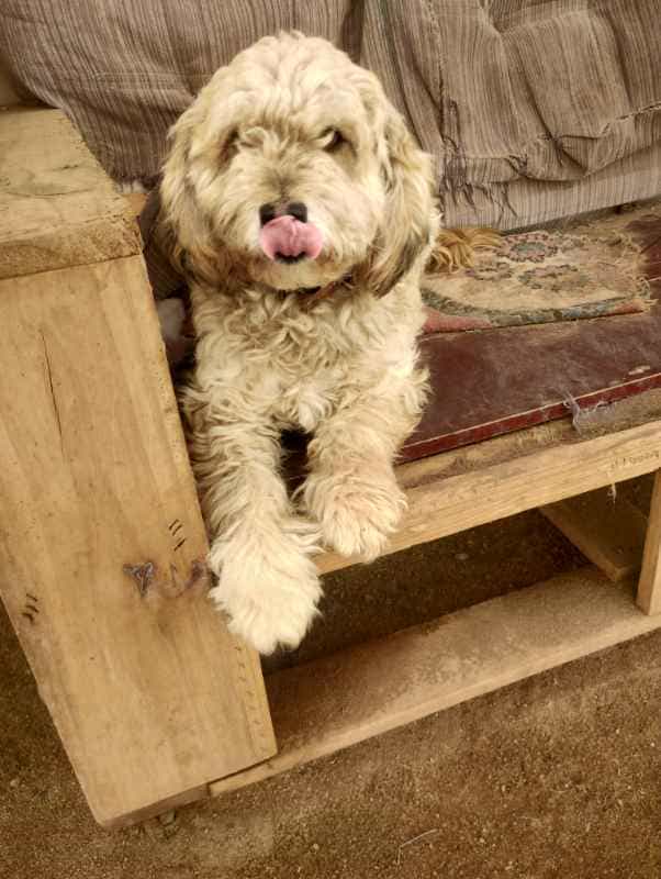 Foto de Copito