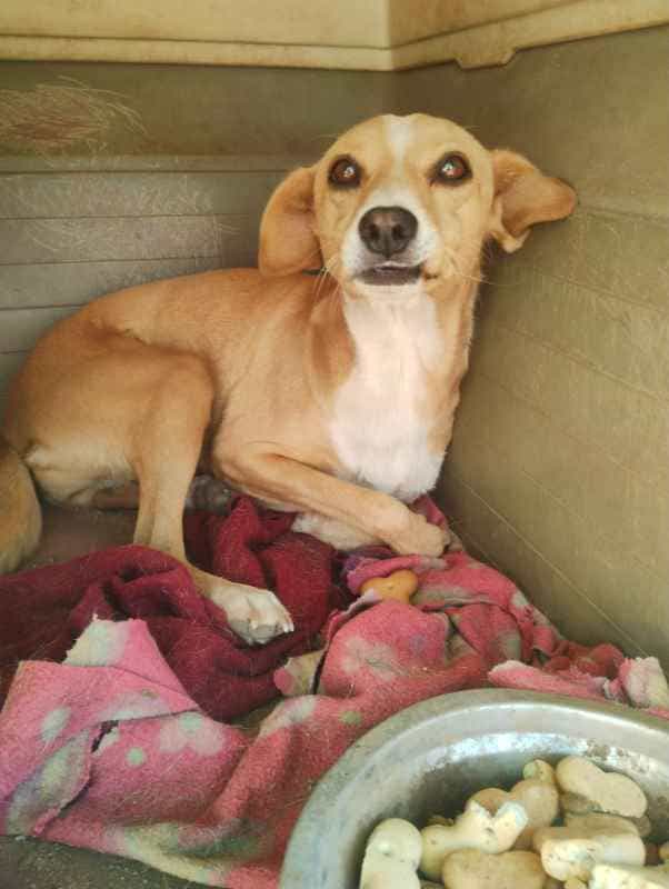 Foto de Canela