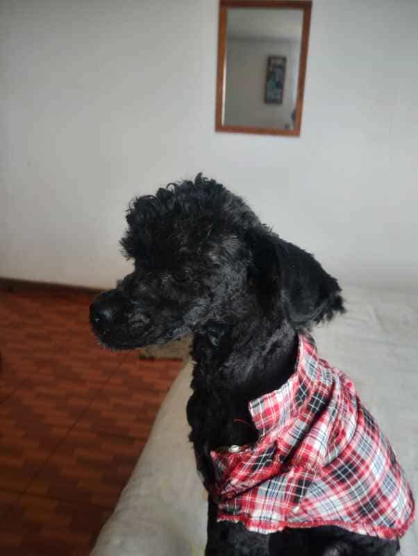 Foto de Cholito