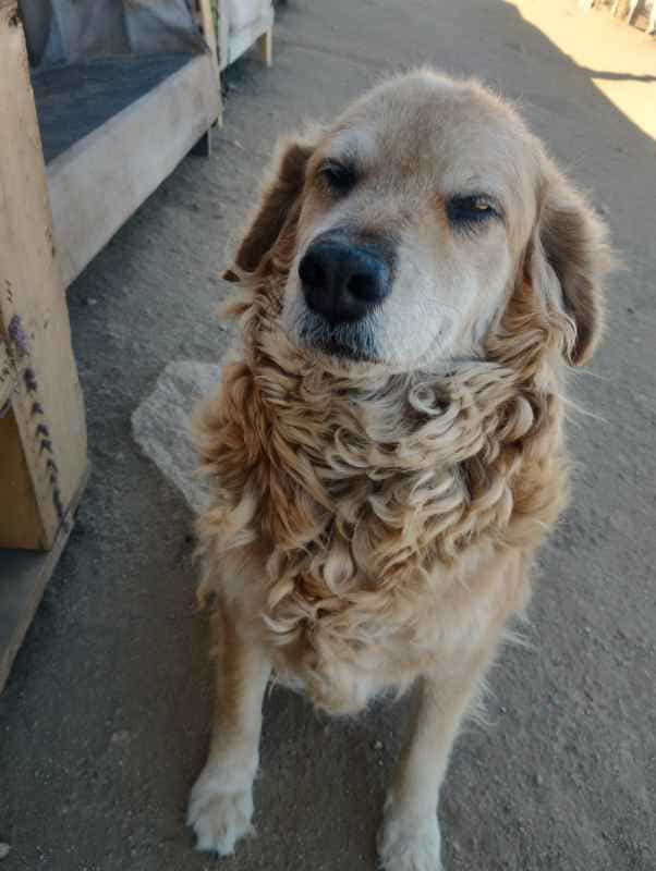 Foto de Dulce