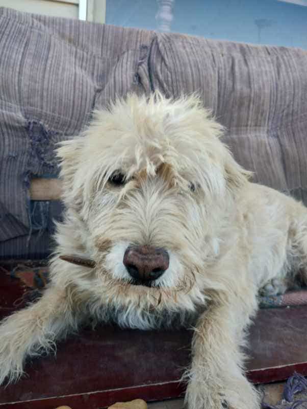 Foto de Blanca