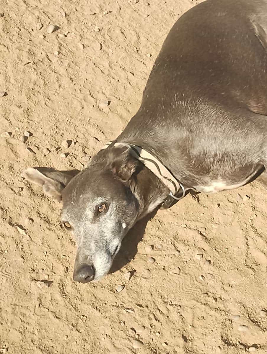 Foto de Galgo