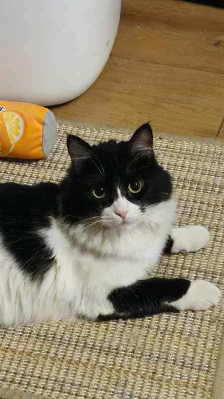 Foto de Shika