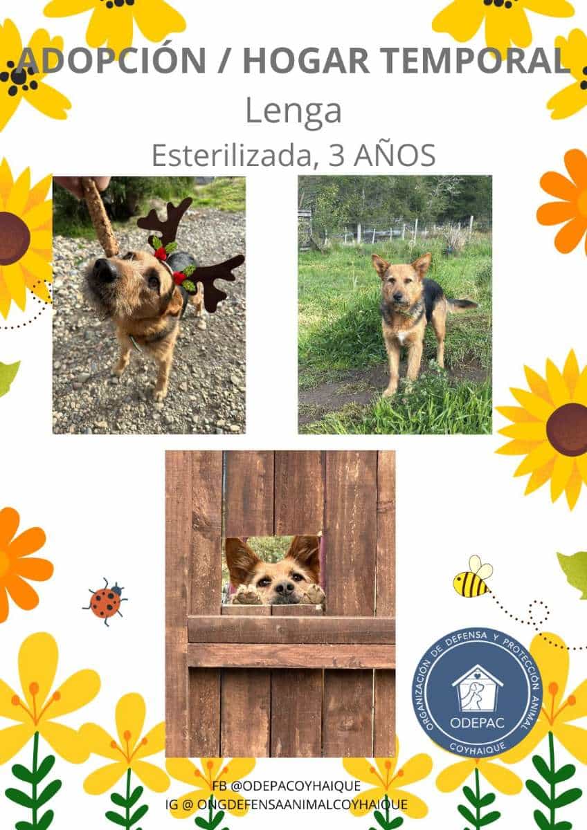 Foto de Lenga