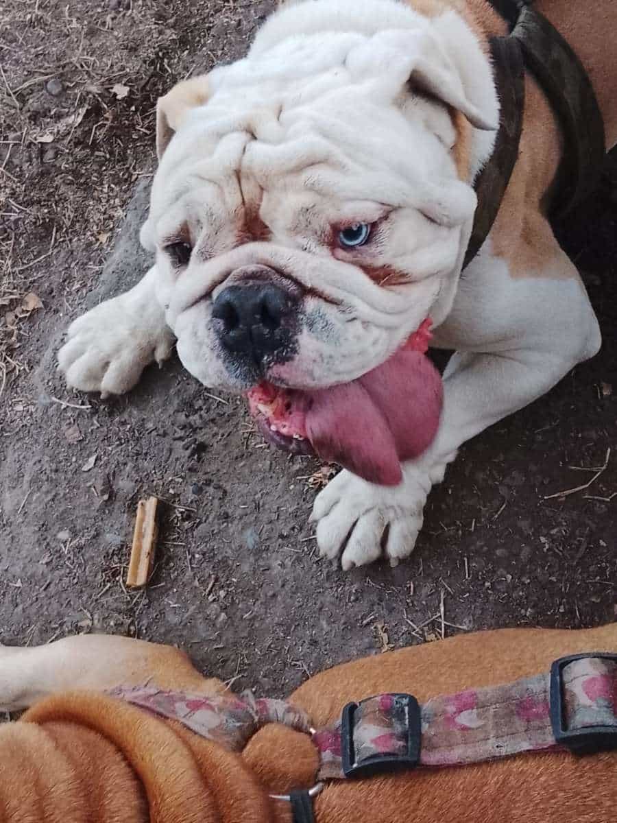 Foto de titan