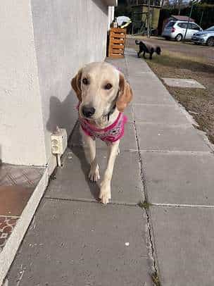 Foto de BRIGITTE, mezcla Labrador Retriever