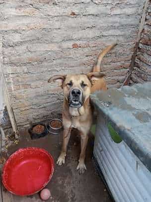 Foto de JACK, mezcla de Perro Crestado Rodesiano