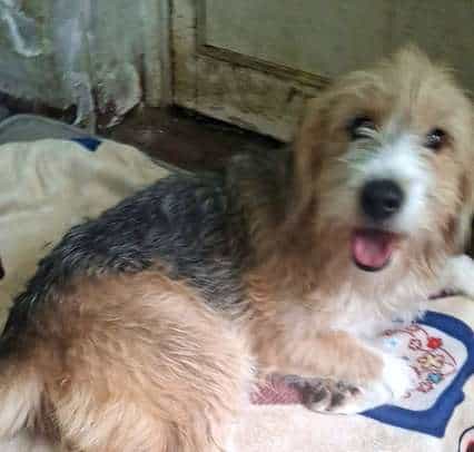 Foto de PELUCHE, Otterhound