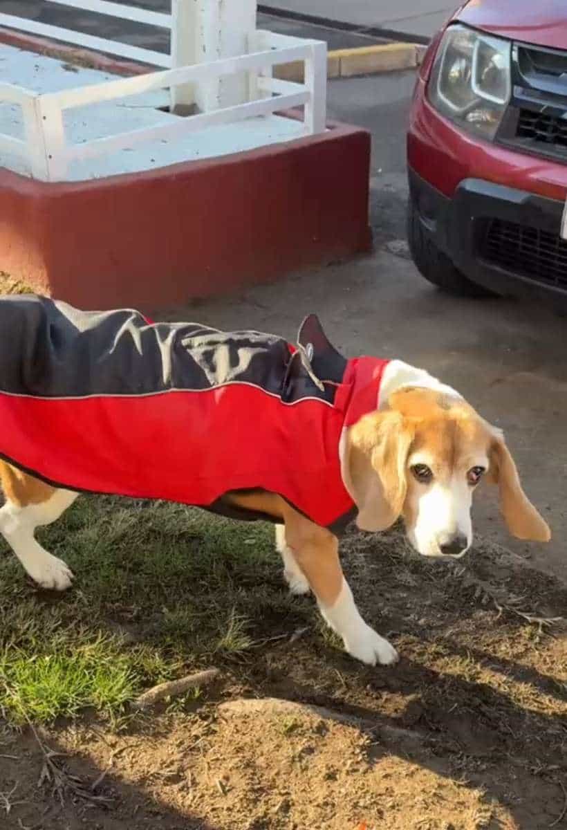 Foto de Jack