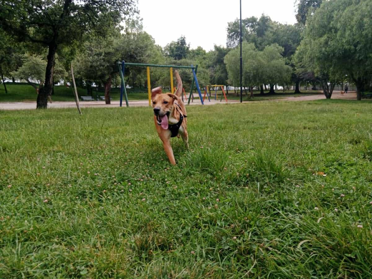 Foto de PANCHO, mezcla Black Mouth Cur