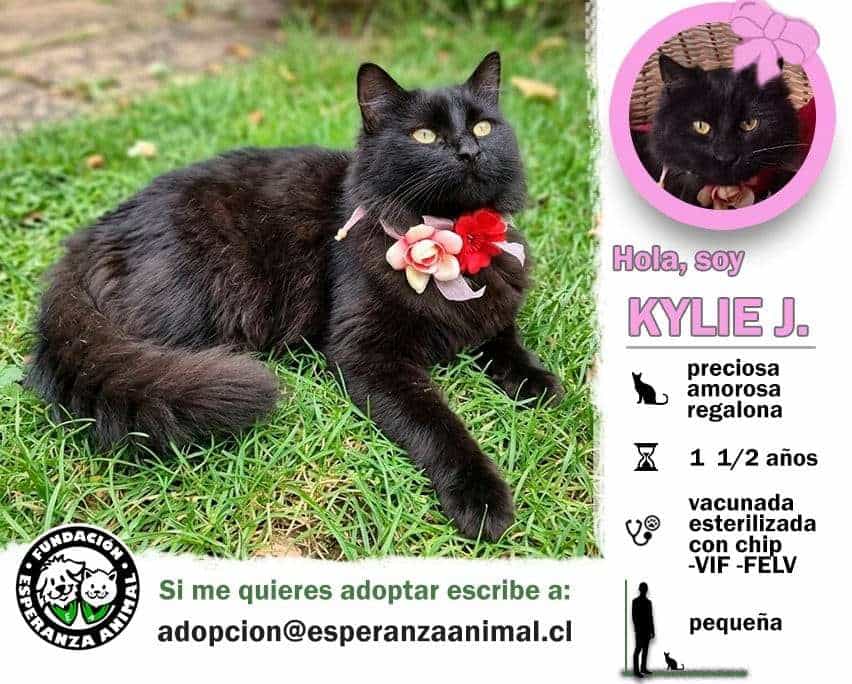 Foto de Kylie J.