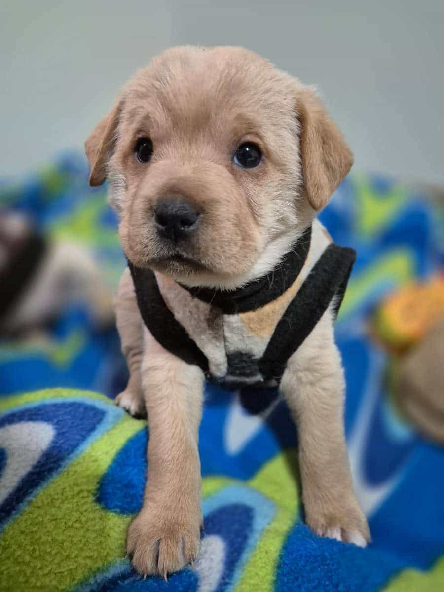 Foto de pixie