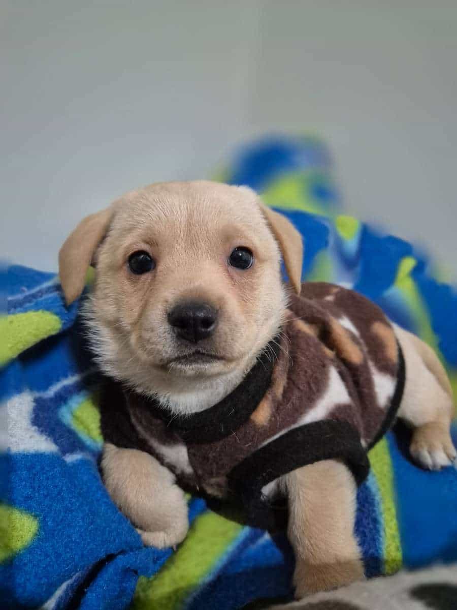 Foto de mini