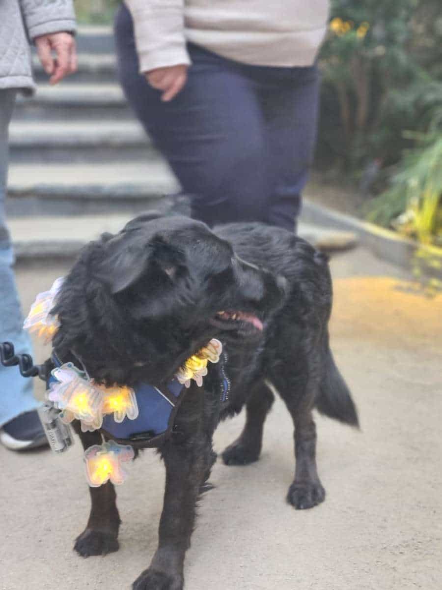 Foto de HATI, Cobrador de Pelo Liso