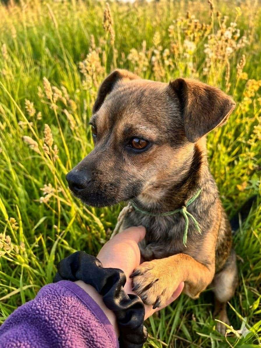Foto de Milo