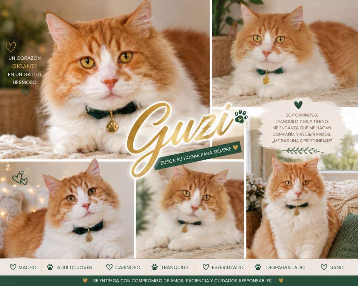 Foto de Guzi