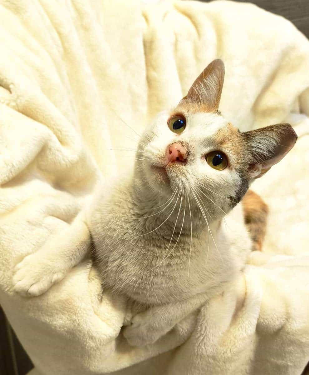 Foto de Cocada